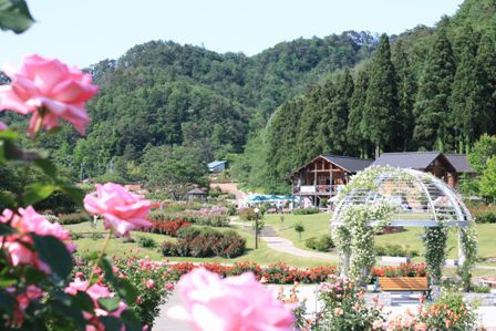 東沢バラ公園　6月15日