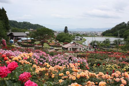 変わっているバラ