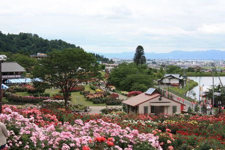 まだまだ見頃です