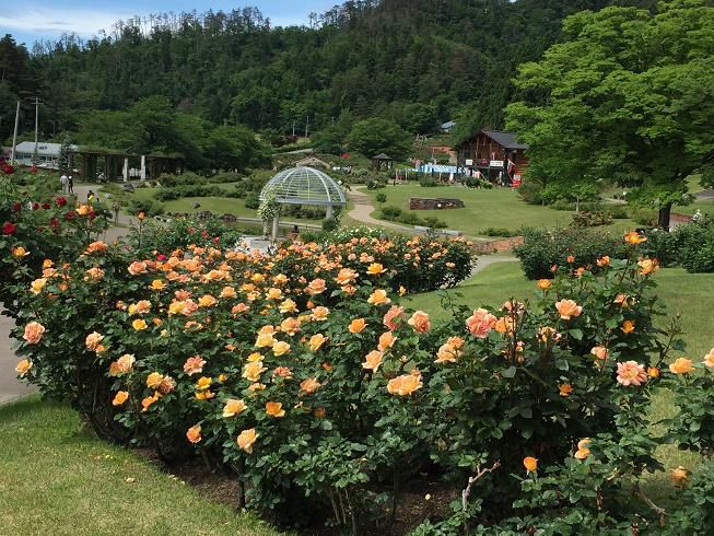 6月7日　東沢バラ公園開花状況
