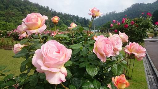 6月8日　東沢バラ公園開花状況