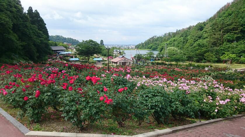 6月26日　東沢バラ公園開花状況