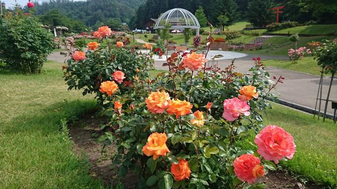 6月30日　東沢バラ公園開花状況
