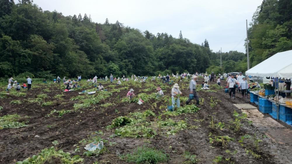 枝豆収穫イベント