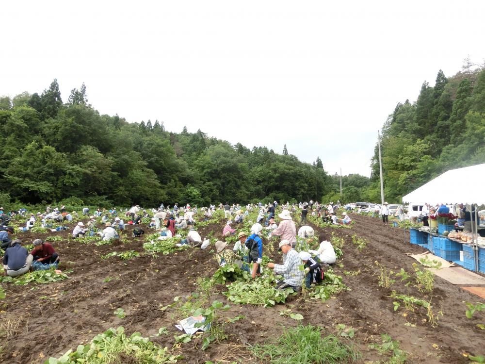 枝豆もぎ取りイベント大好評でした！