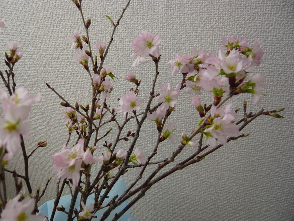 「啓翁桜」販売中(*ﾟ∀ﾟ艸)