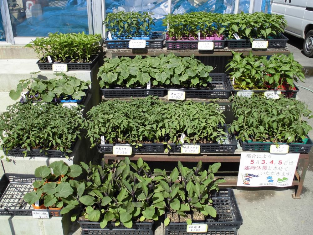 野菜苗☆彡