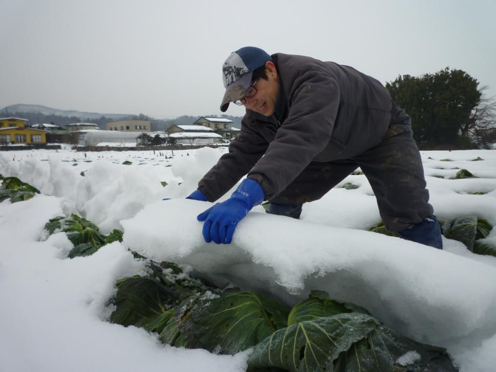 雪下キャベツ収穫☆