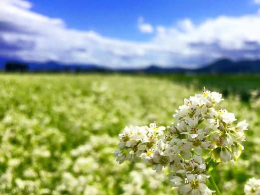 そば花まつり、今年は中止です…((>ω<｡)))