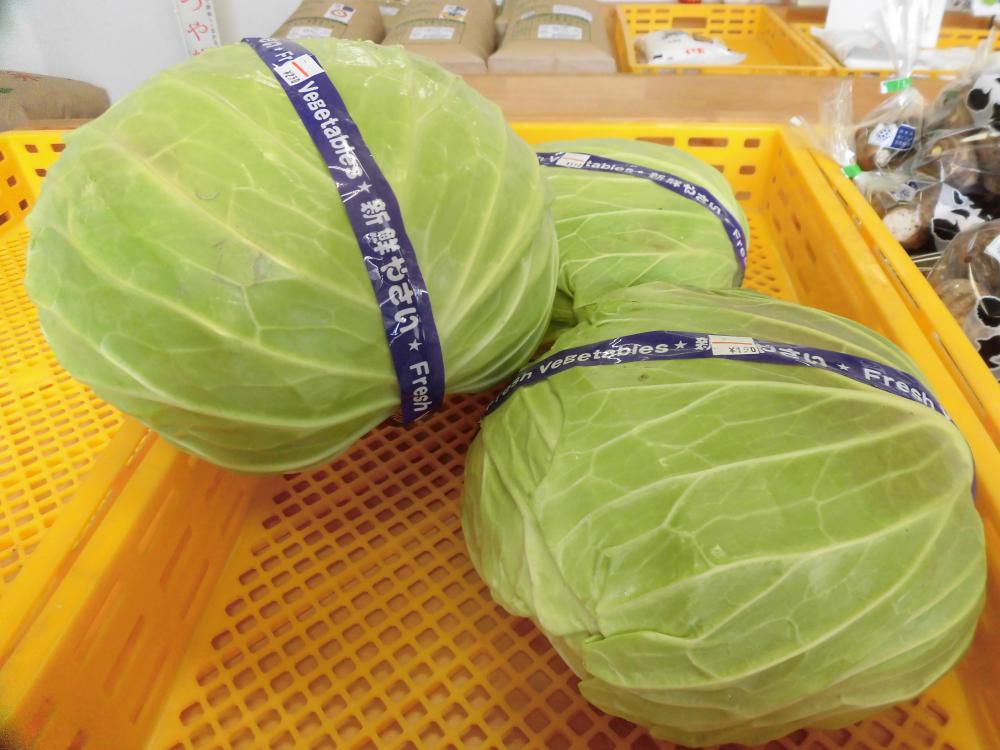 始まりました！採れたて★キャベツ★