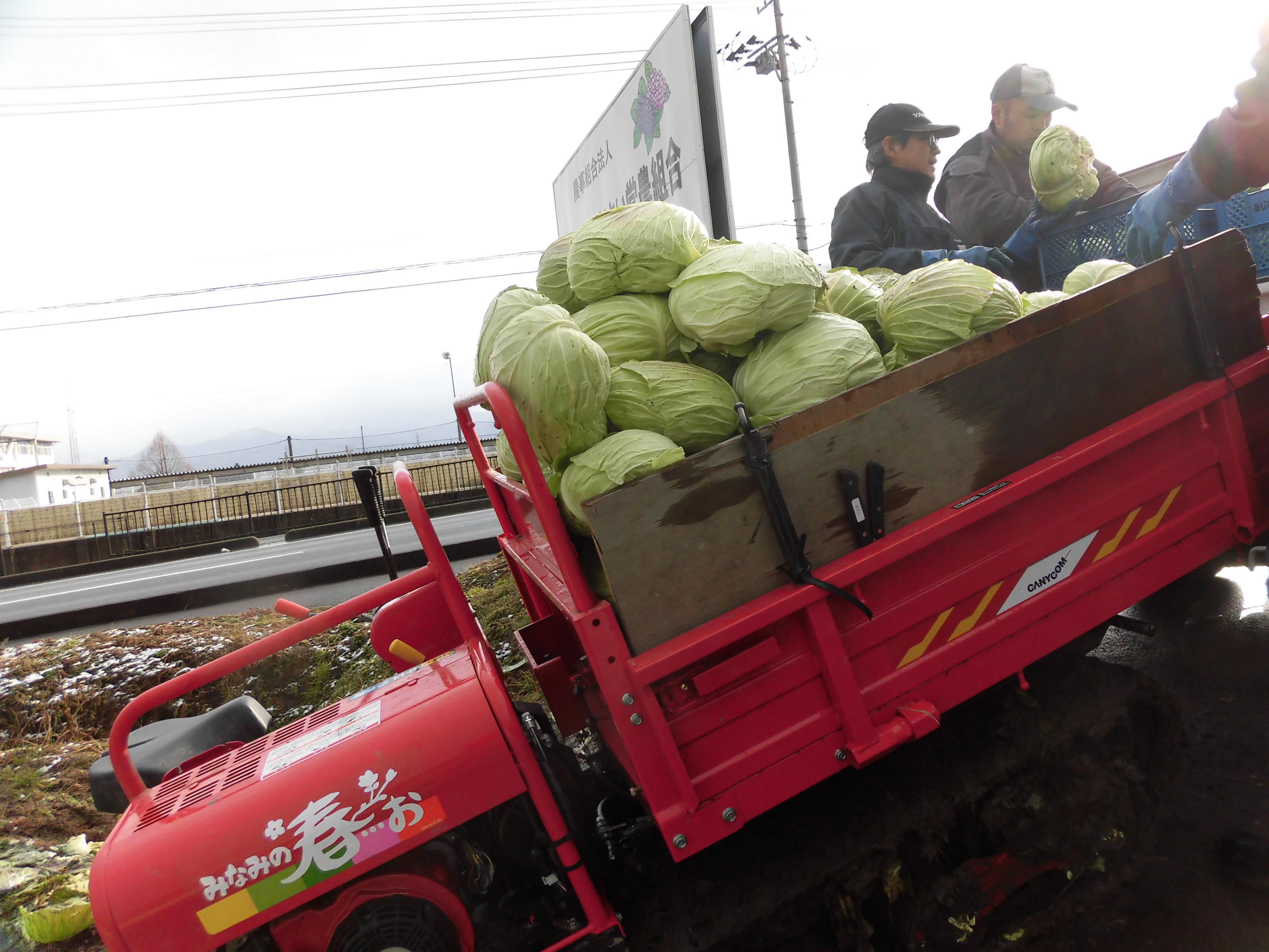 キャベツ収穫　続く！