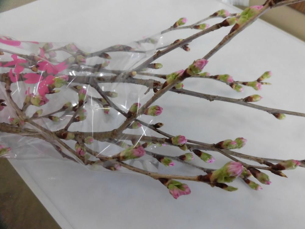 春がすぐそこに・・・