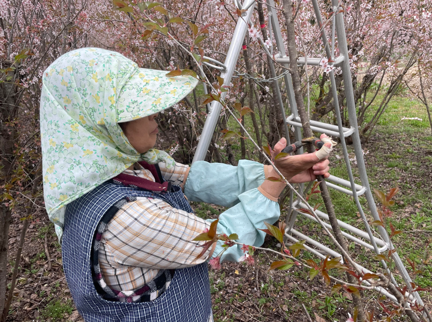 啓翁桜のお手入れ
