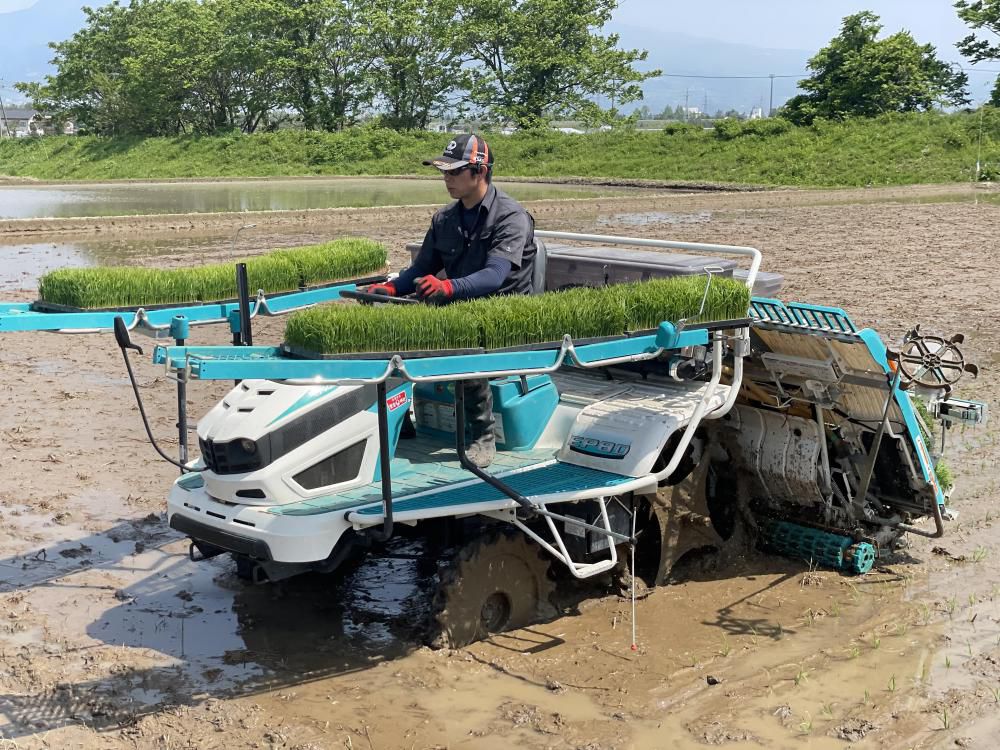 田植え作業が始まりました！