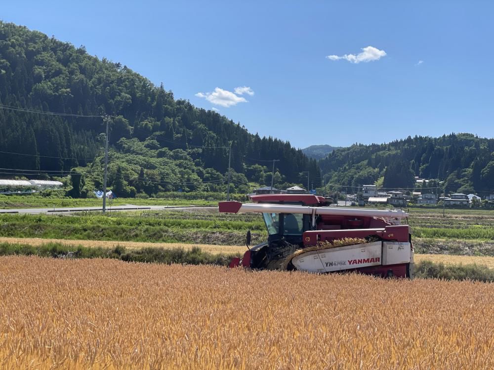 麦刈りが始まりました！