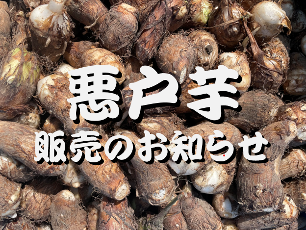 『悪戸芋』販売日のお知らせ