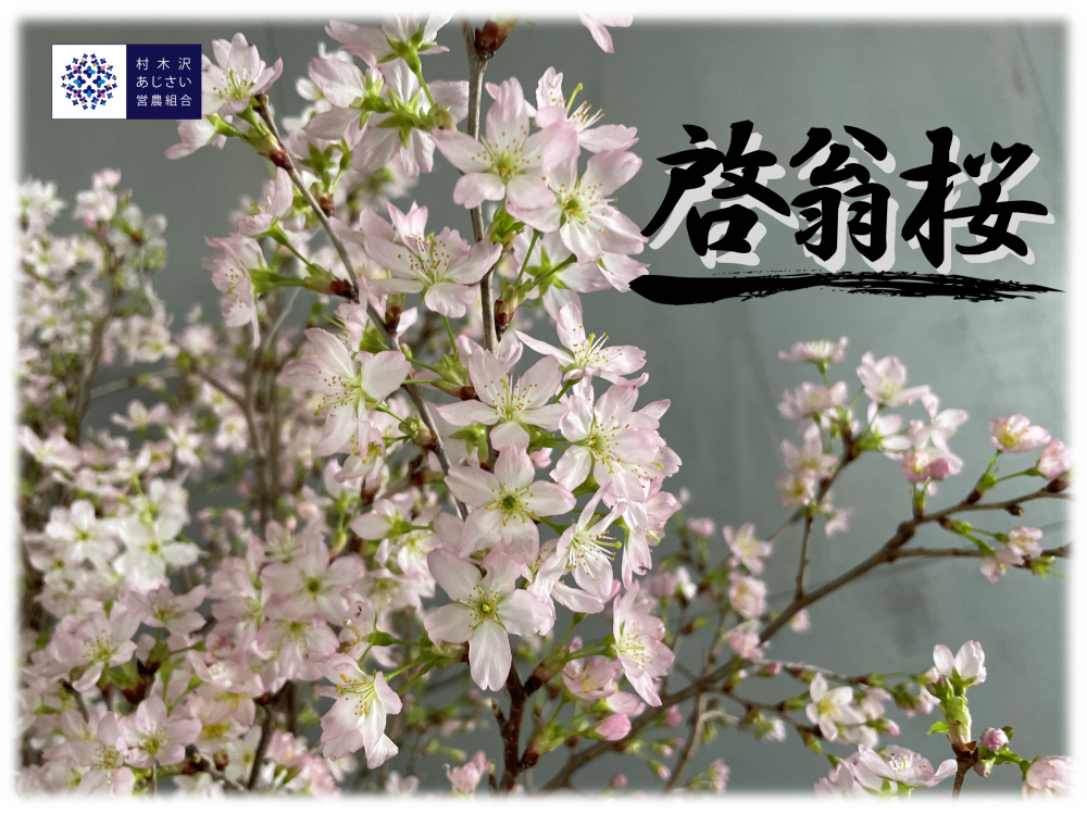 啓翁桜販売開始