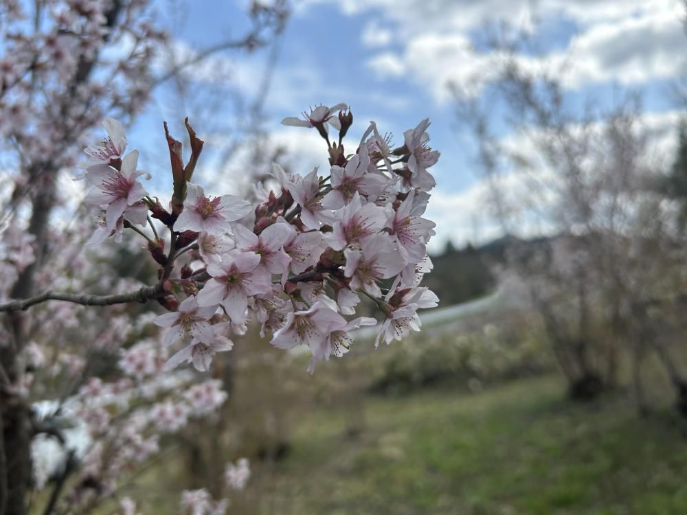 啓翁桜 防除作業