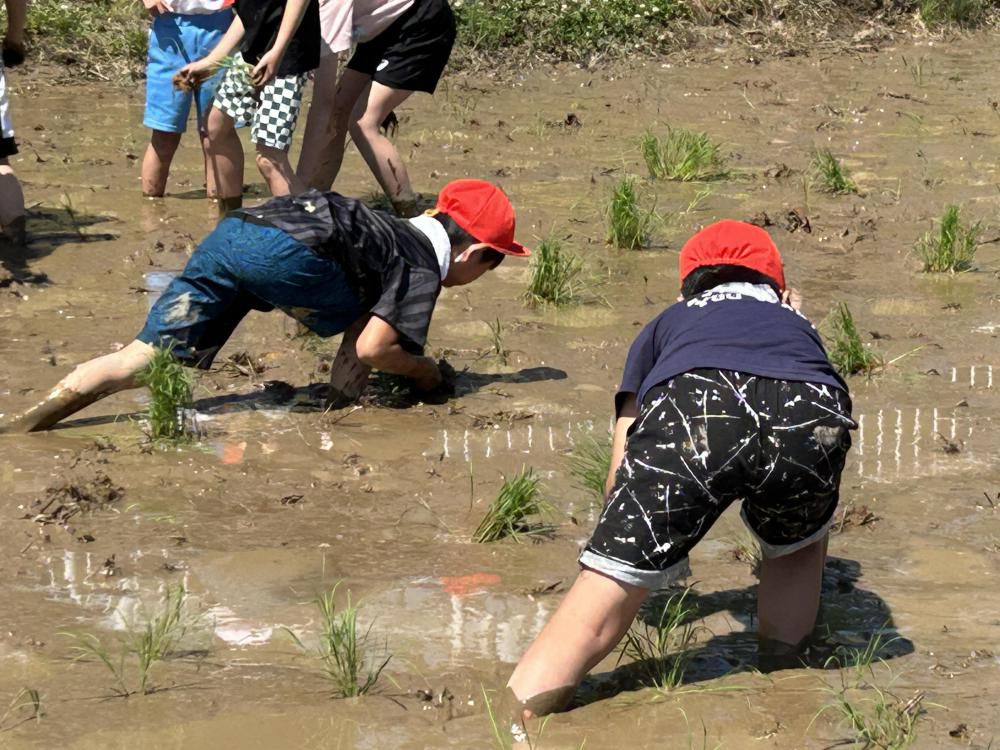 田植え体験