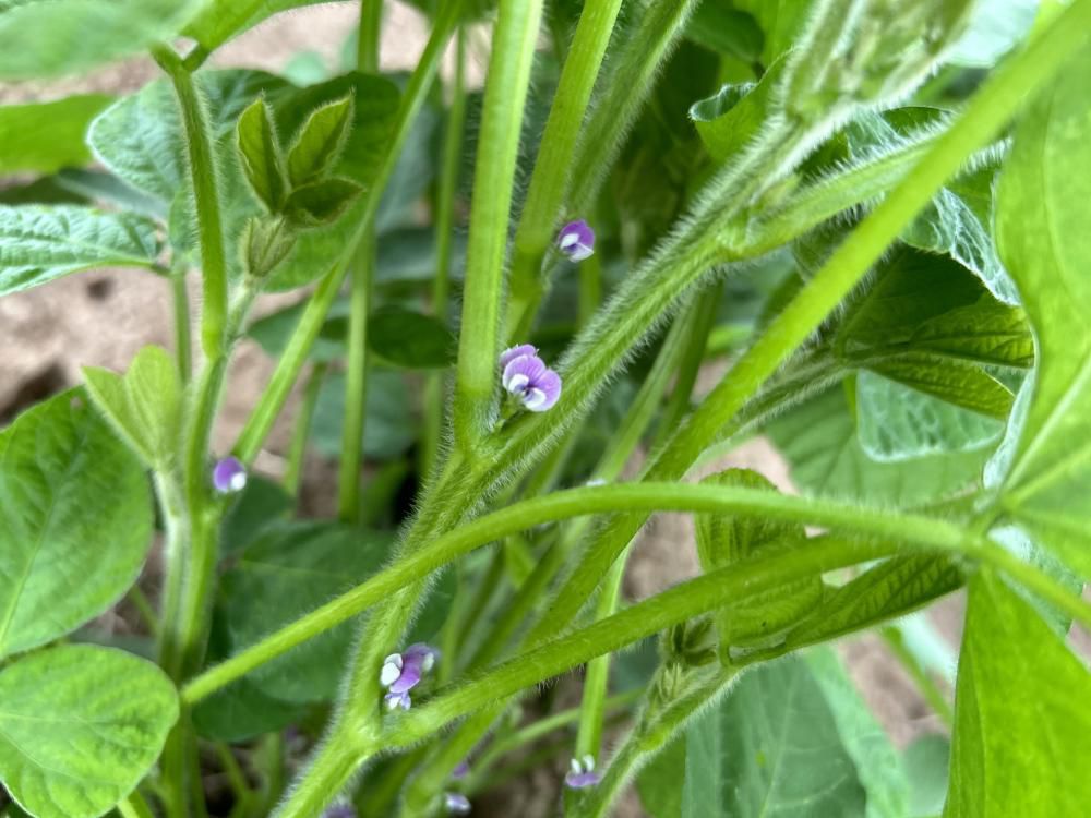 枝豆　開花期突入～！