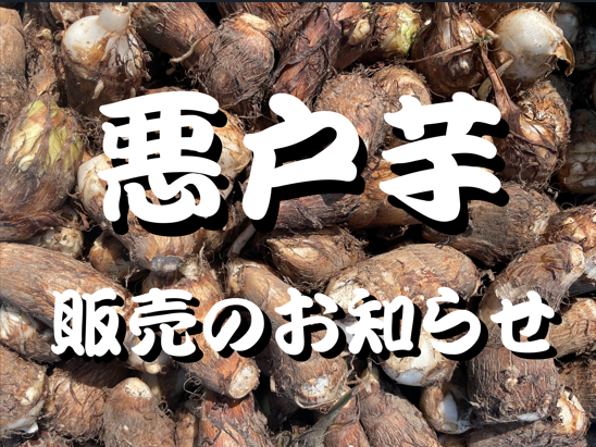 悪戸芋販売のお知らせ