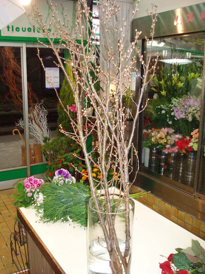 啓翁桜が入荷しました！