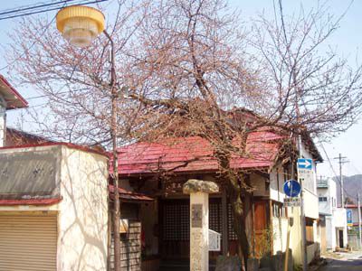 長井まちなかの桜（十王堂の桜）です