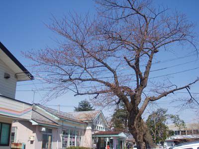 長井まちなかの桜（長井駅の桜）です。