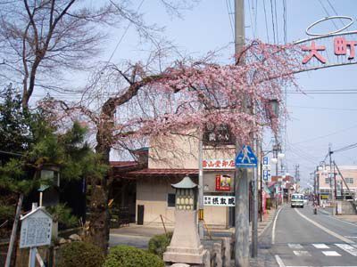 長井まちなかの桜（撞木橋の桜）です。