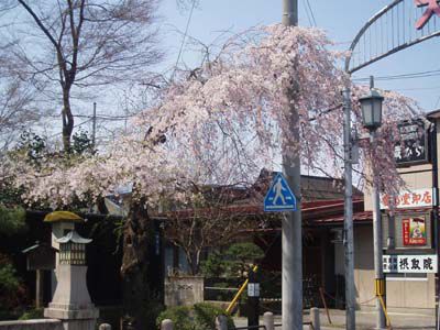 長井まちなかの桜（撞木橋）です。