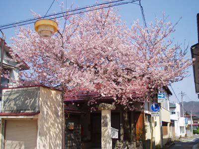 長井まちなかの桜（十王堂）です。