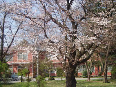 長井まちなかの桜（長井小学校）です。