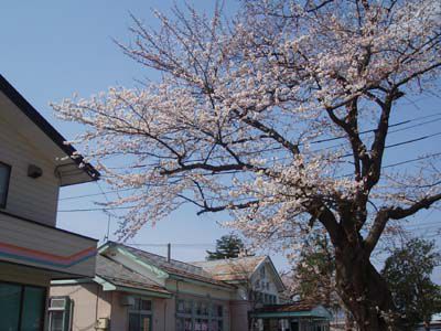 長井まちなかの桜（長井駅）です。