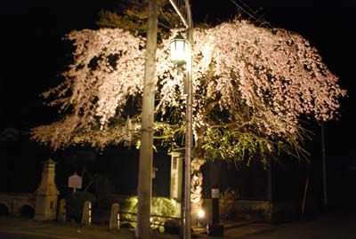 長井まちなかの桜（撞木橋）です。