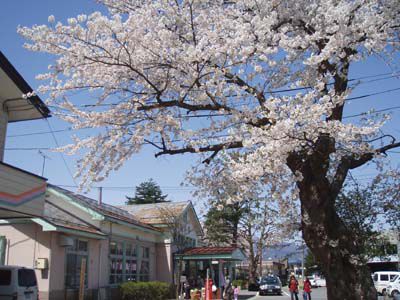 長井まちなかの桜（あっちこっち）です。