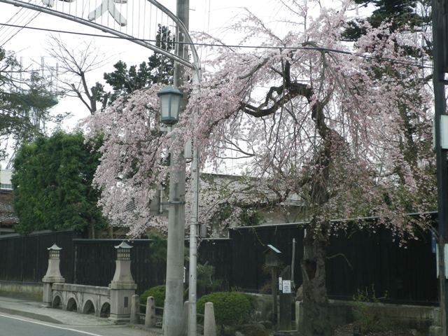 長井市まちなかの桜２０１１　その１