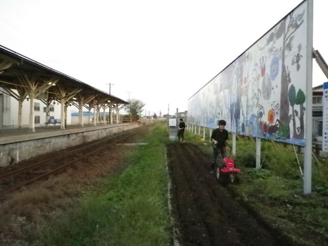 秋の花植えの季節ですね。