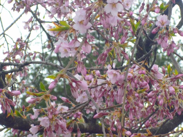 長井まちなかの桜　その３（４月２４日）