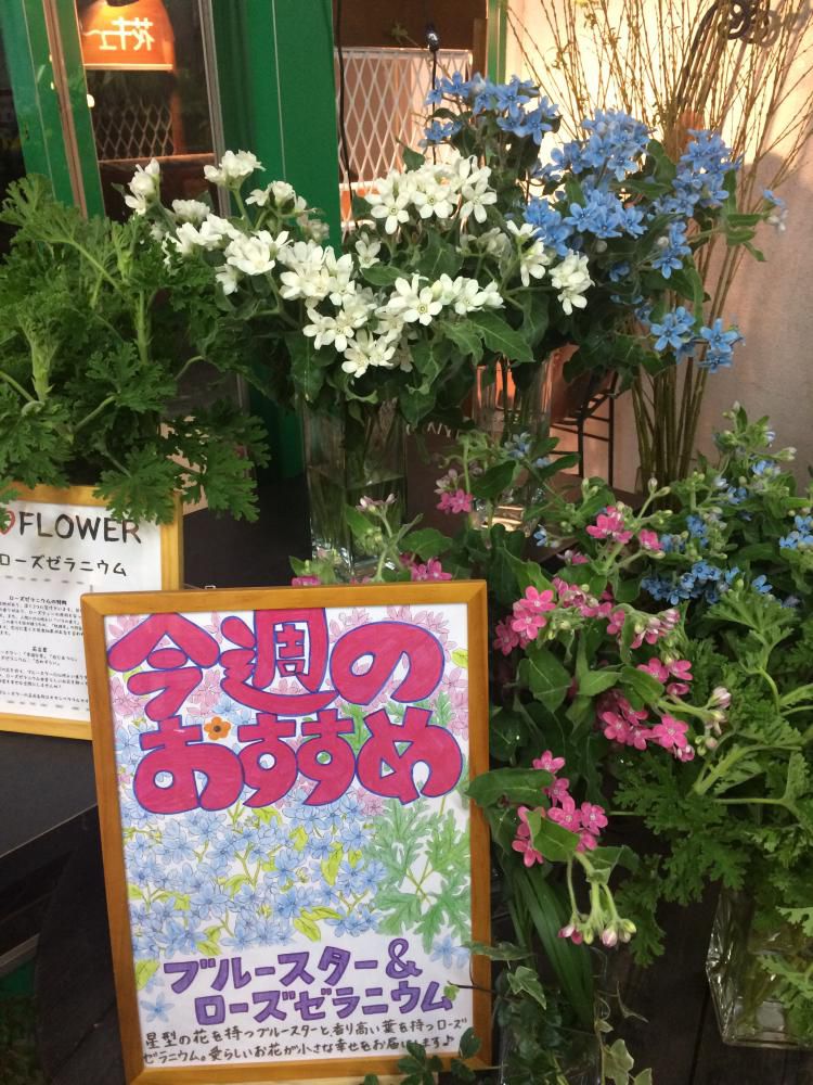 ウィークリーフラワー　今週のおすすめは・・・