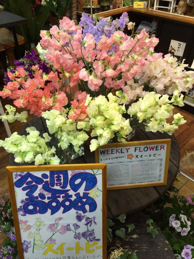 今週のおすすめです。(^-^)