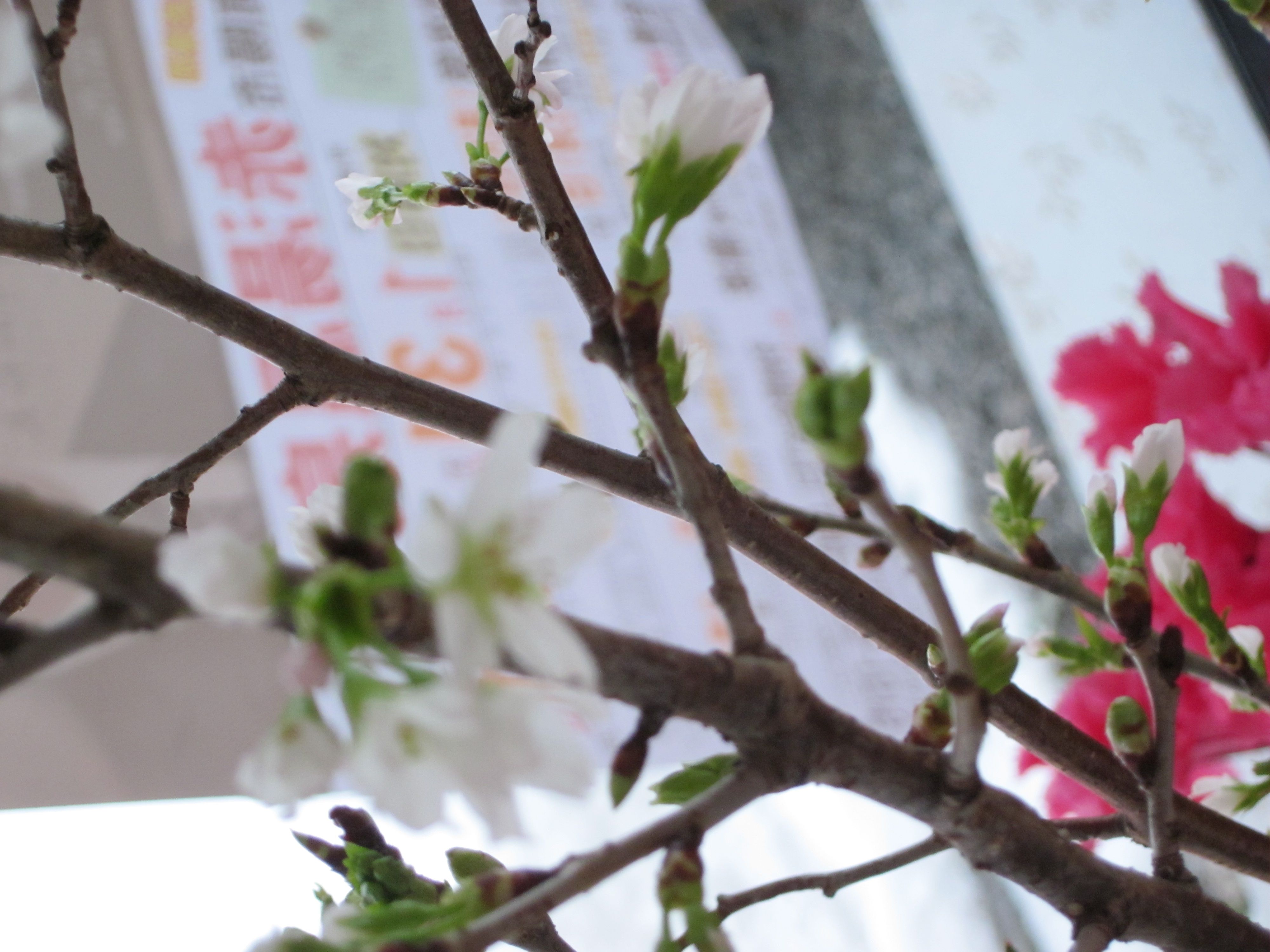 啓翁桜もうすぐ満開