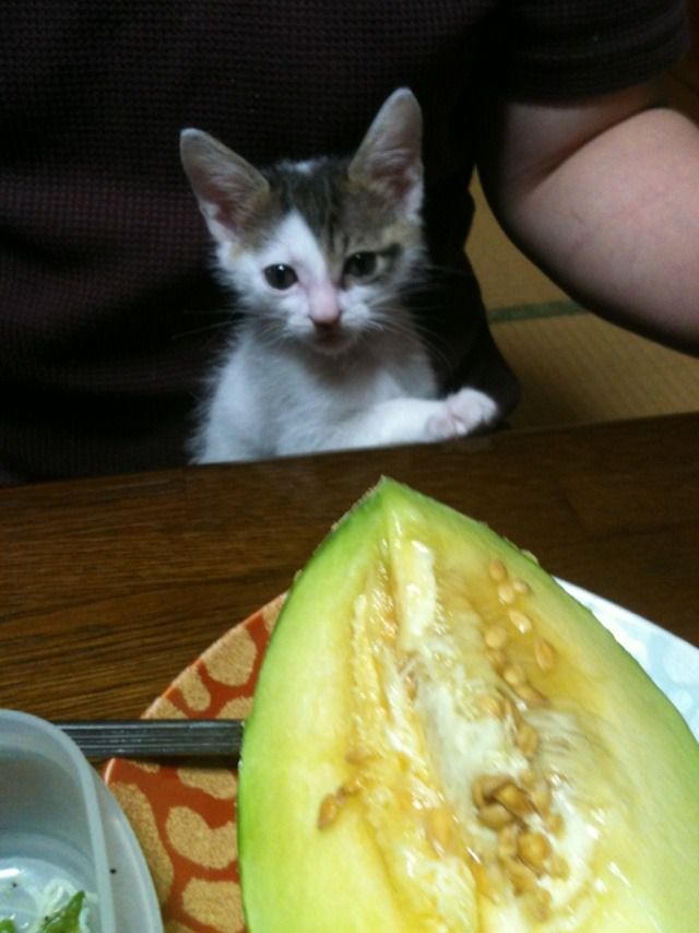 ちび丸見参　その8