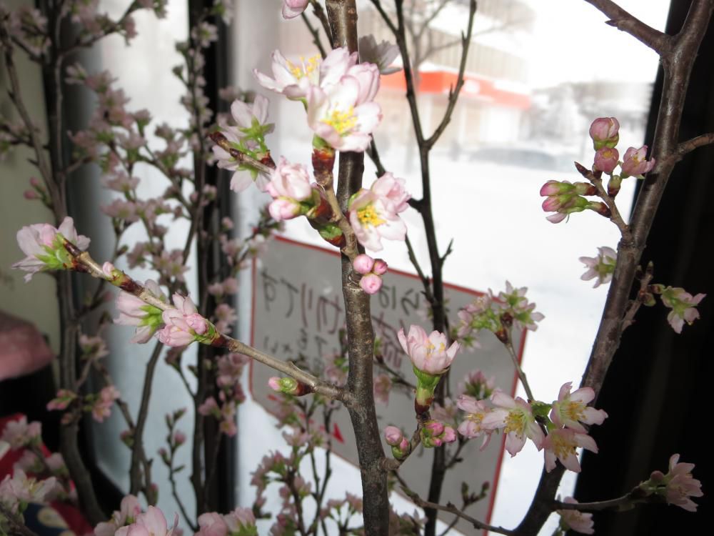 お店は春爛漫