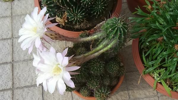 サボテンの花