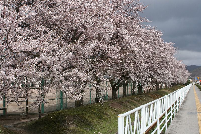 長井高桜満開