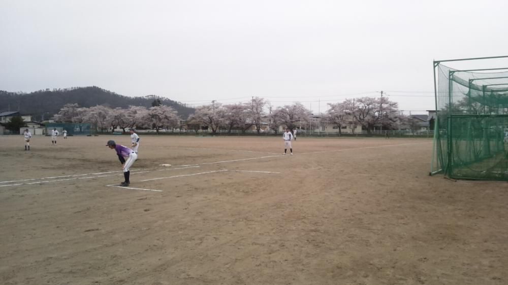 サクラ満開です。