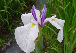 長井小町 （ながいこまち）