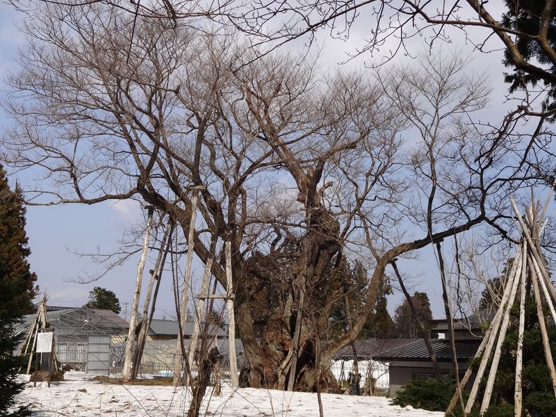 ’13草岡の大明神桜開花情報（4月4日）