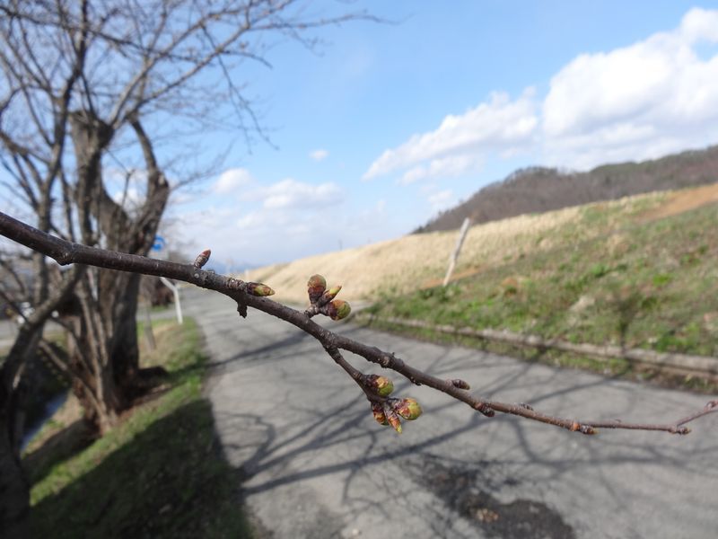 ’13最上川堤防千本桜開花情報（4月8日）