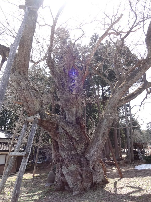 ’13草岡の大明神桜開花情報（4月9日）